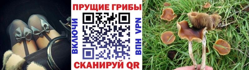 Галлюциногенные грибы GOLDEN TEACHER  Цоци-Юрт 